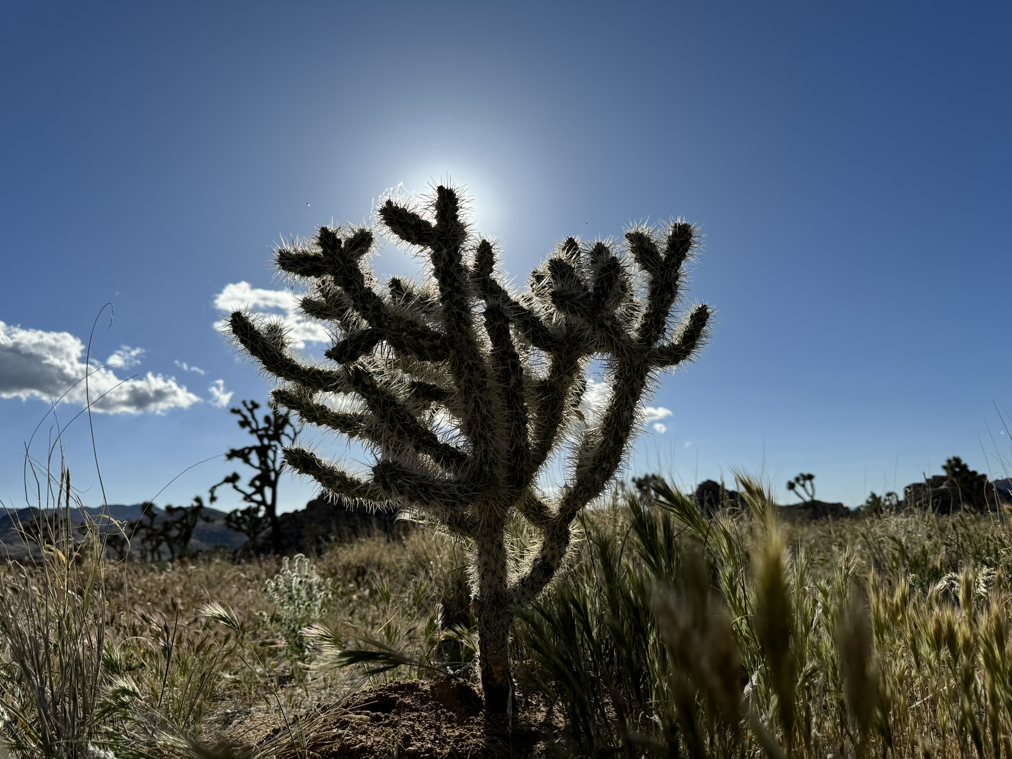 joshua-tree-national-park